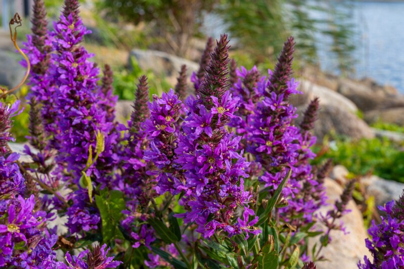 lythrum-salicaria 2023-07-23 1-10