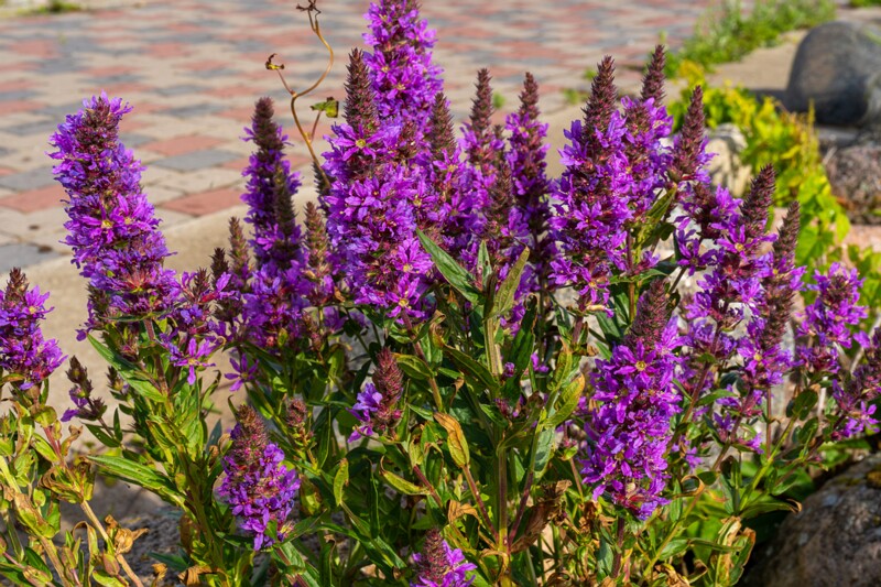 lythrum-salicaria 2023-07-23 1-3