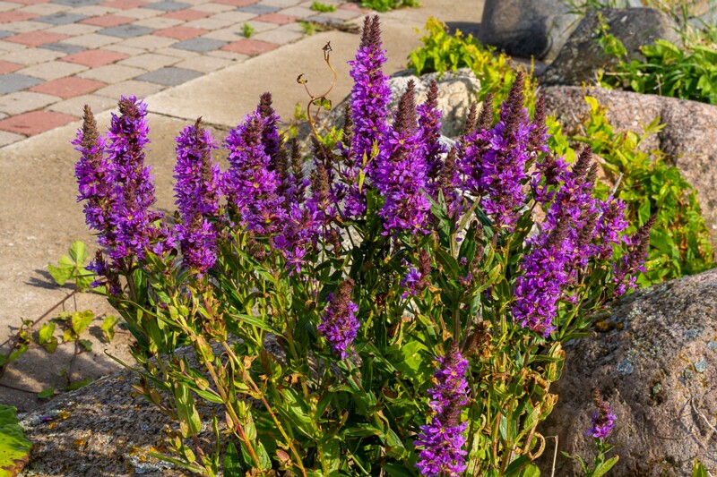 lythrum-salicaria 2023-07-23 1-5