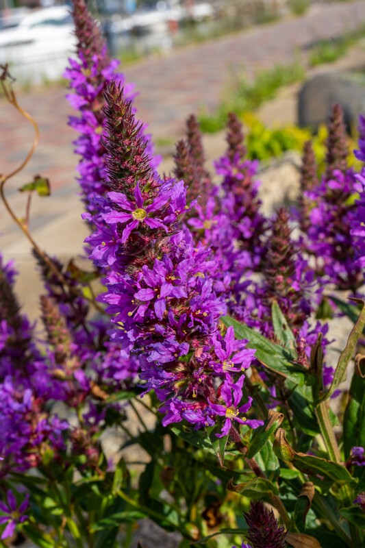 lythrum-salicaria 2023-07-23 1-7