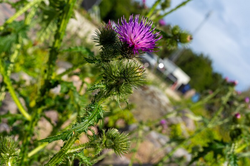 carduus-crispus 2023-07-23 1-1