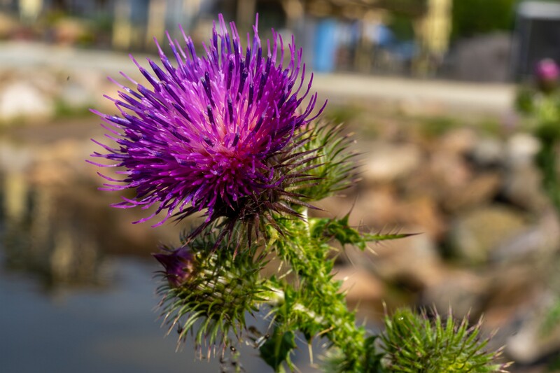 carduus-crispus 2023-07-23 1-10