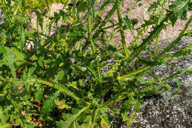 carduus-crispus 2023-07-23 1-3