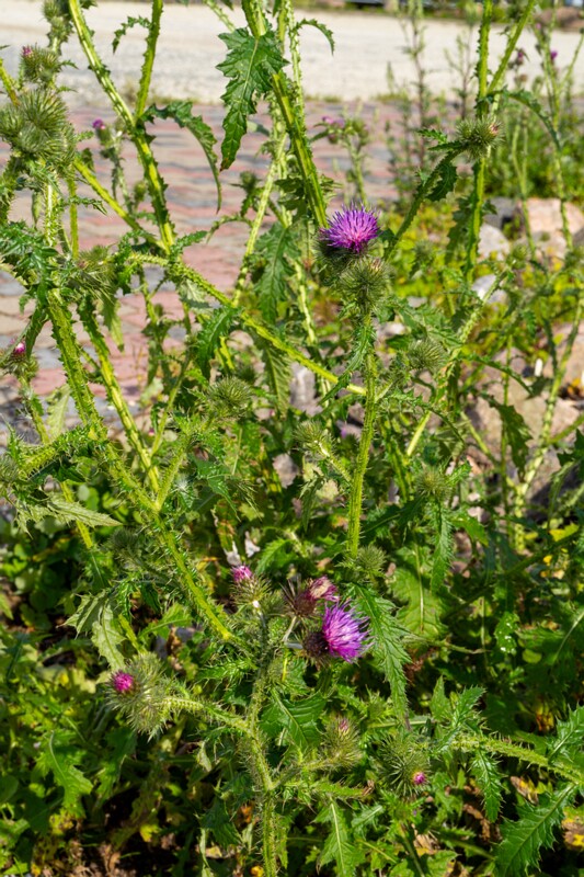 carduus-crispus 2023-07-23 1-4