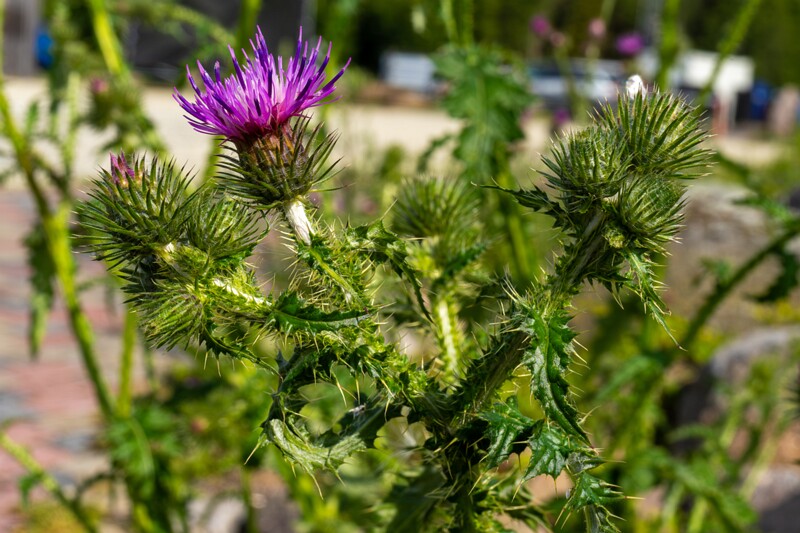 carduus-crispus 2023-07-23 1-7