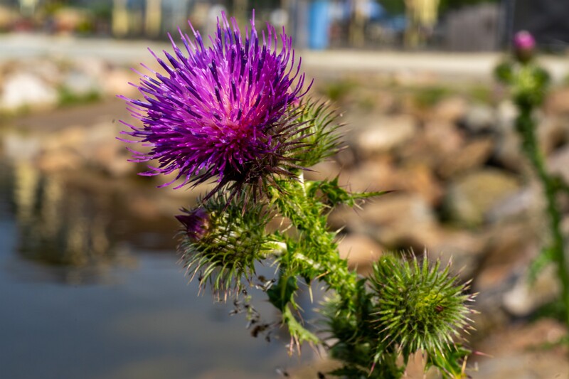 carduus-crispus 2023-07-23 1-9