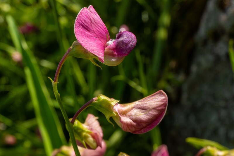 lathyrus-sylvestris 2023-07-23 1-10