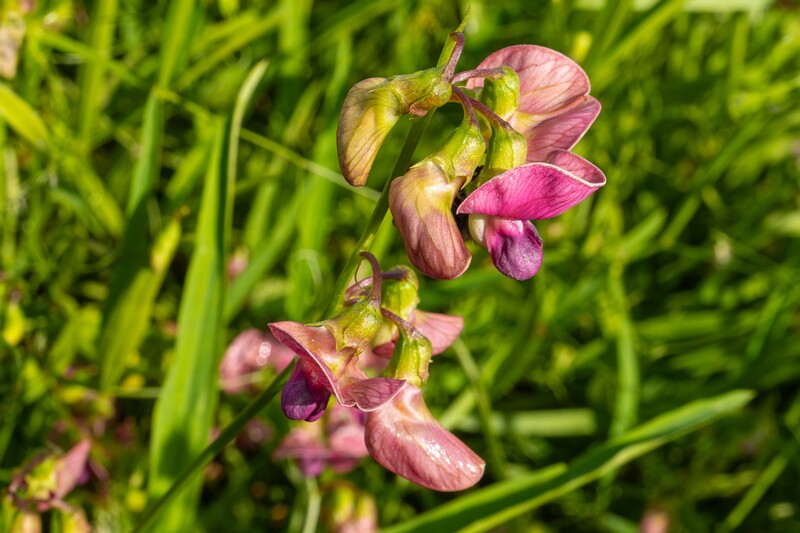 lathyrus-sylvestris 2023-07-23 1-11