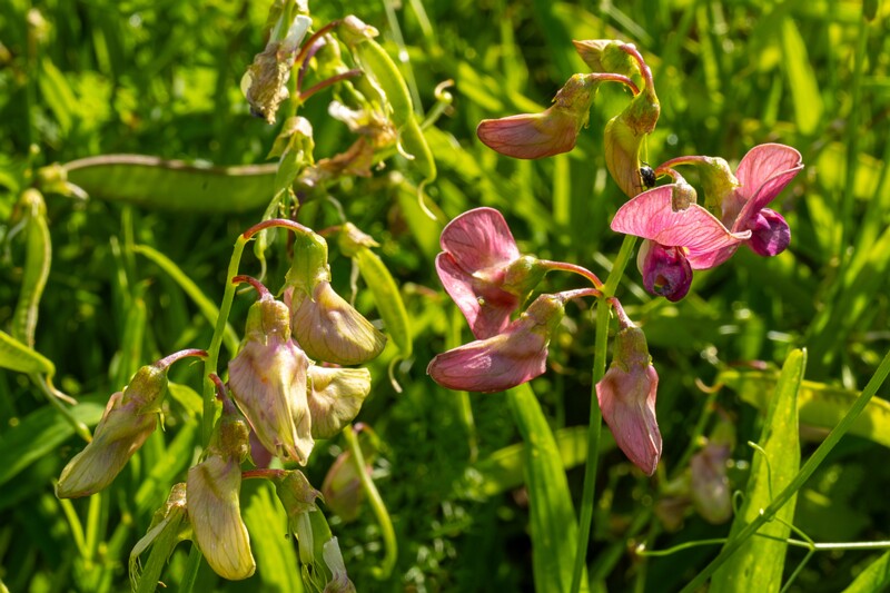 lathyrus-sylvestris 2023-07-23 1-2