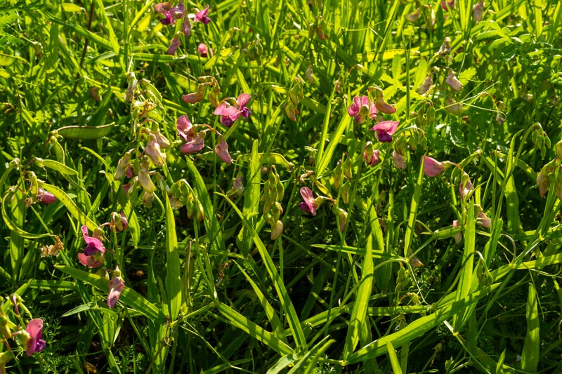 lathyrus-sylvestris 2023-07-23 1-3