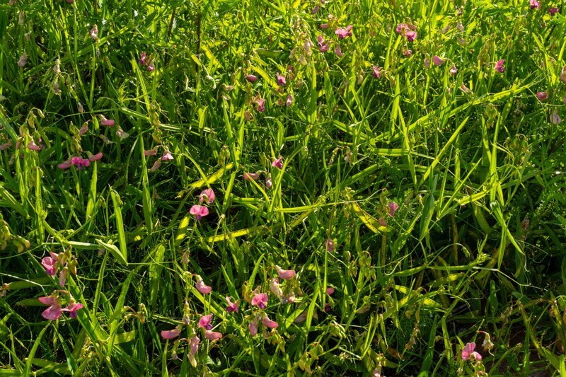 lathyrus-sylvestris 2023-07-23 1-5