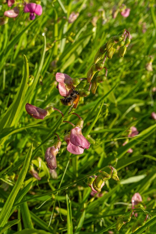 lathyrus-sylvestris 2023-07-23 1-7