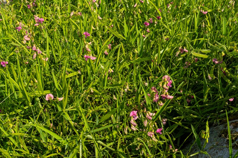 lathyrus-sylvestris 2023-07-23 1-9