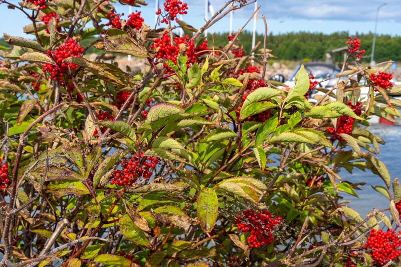 sambucus-racemosa 2023-07-23 1-3