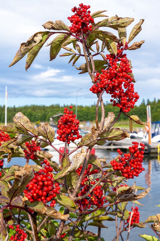 sambucus-racemosa 2023-07-23 1-5