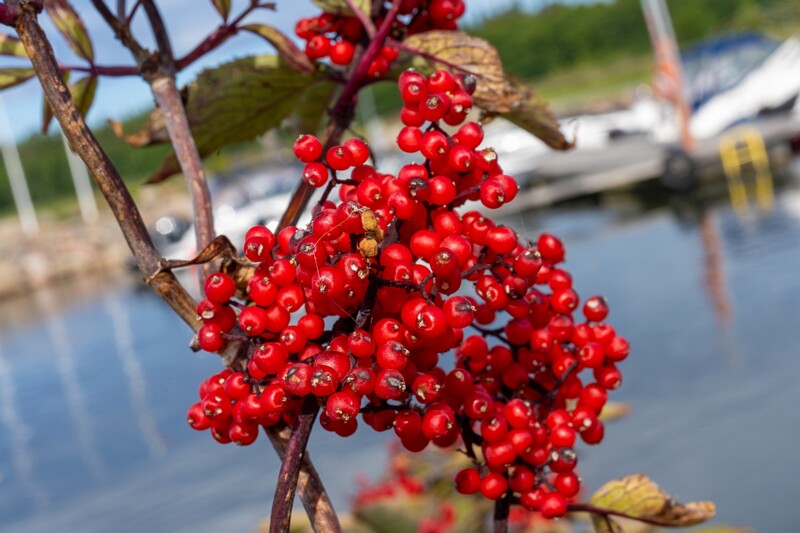 sambucus-racemosa 2023-07-23 1-8