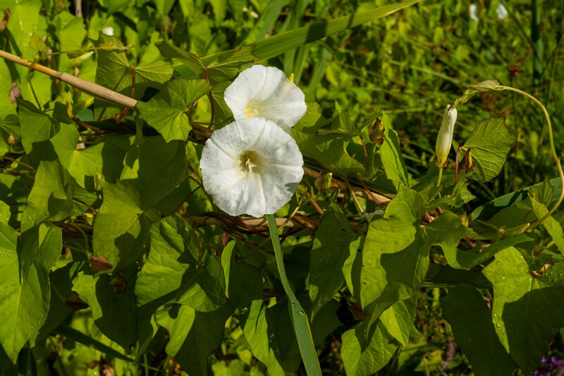 calystegia-sepium 2023-07-23 1-10