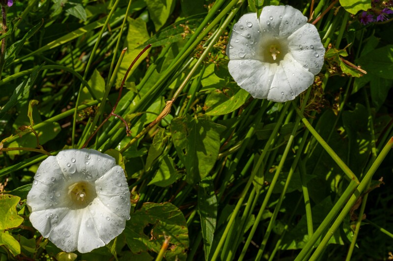 calystegia-sepium 2023-07-23 1-15