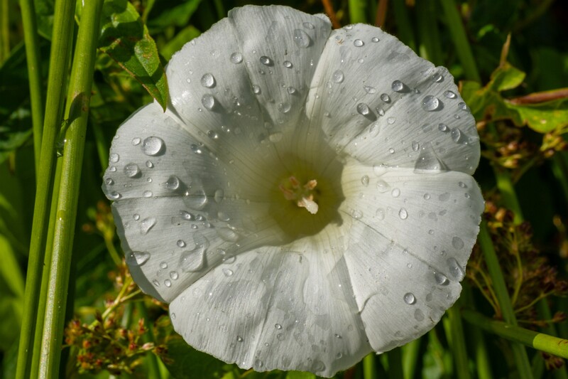 calystegia-sepium 2023-07-23 1-16