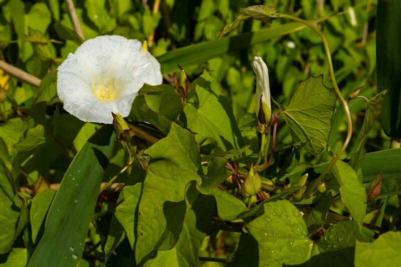 calystegia-sepium 2023-07-23 1-2
