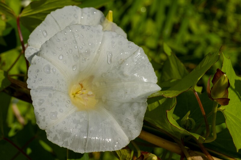 calystegia-sepium 2023-07-23 1-5
