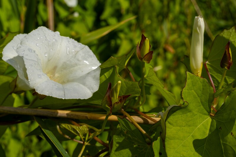 calystegia-sepium 2023-07-23 1-7