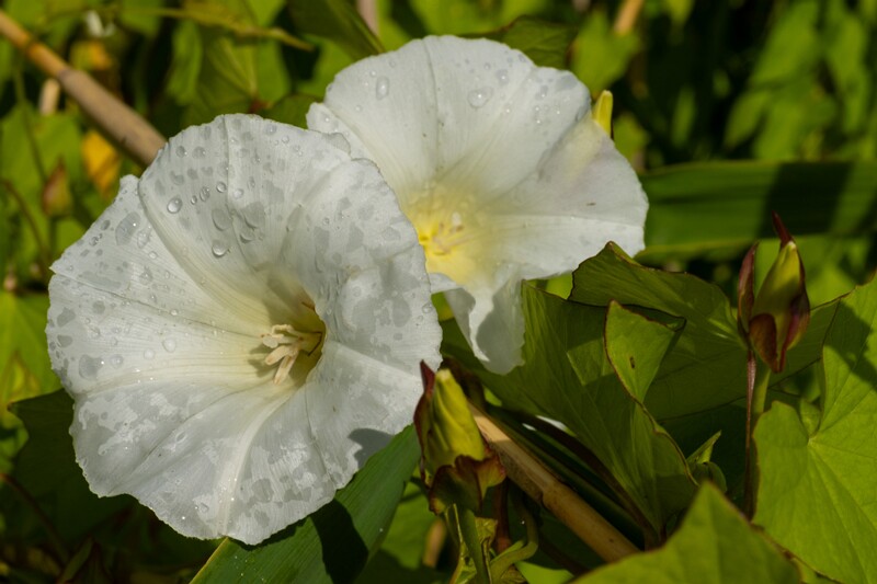 calystegia-sepium 2023-07-23 1-8