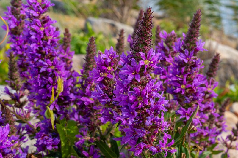 et. Harilik kukesaba, en. purple loosestrife, lat. Lythrum salicaria