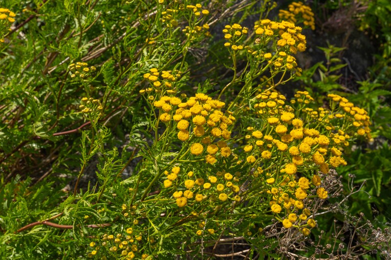 et. Harilik soolikarohi, en. common tansy, lat. Tanacetum vulgare