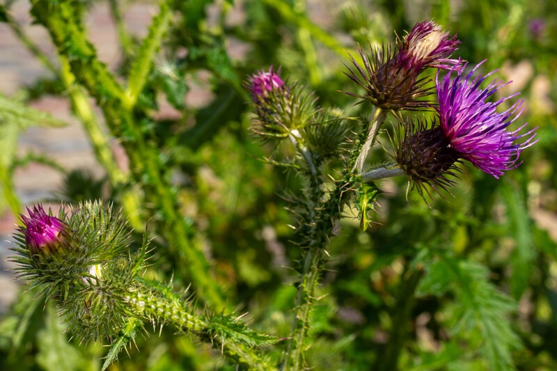 et. Kähar karuohakas, en. curly plumeless thistle, lat. Carduus crispus