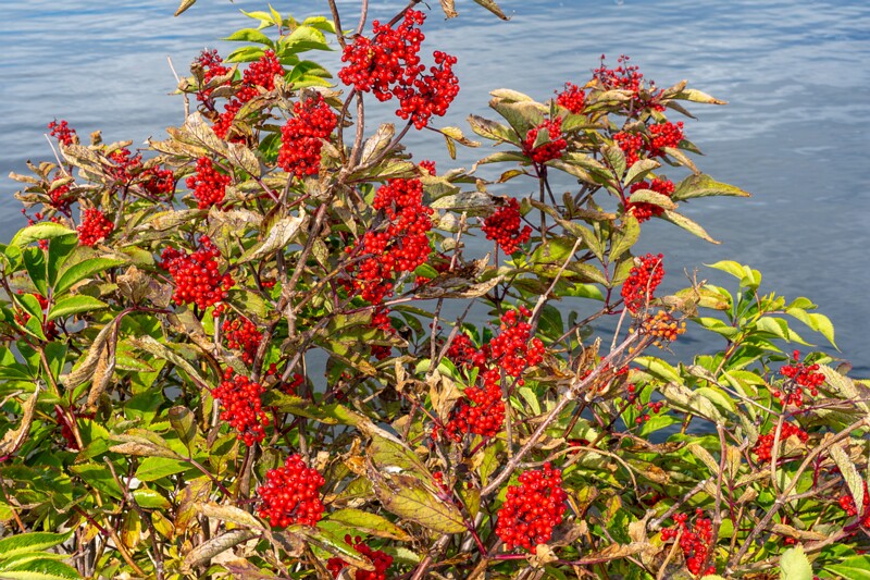 et. Punane leeder, en. red elderberry, lat. Sambucus racemosa