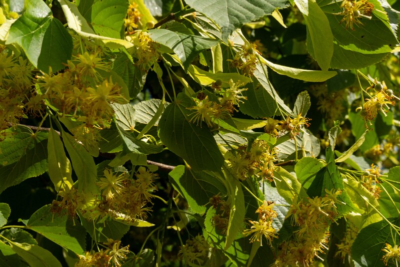 et. Harilik pärn, en. small-leaved linden, lat. Tilia cordata