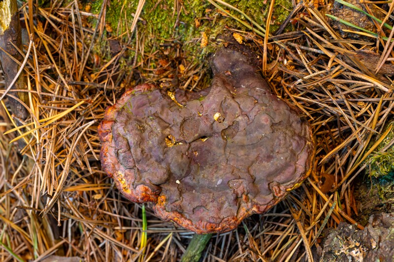 Ganoderma lucidum  2026-06-21 1-1