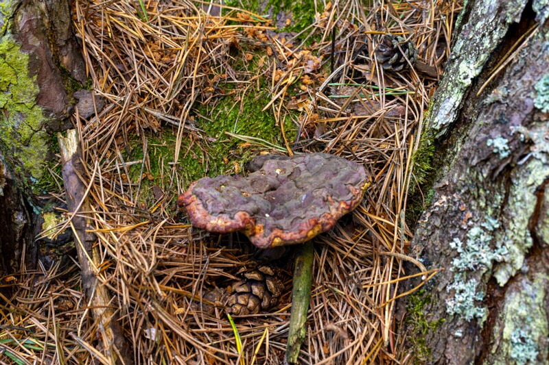 Ganoderma lucidum  2026-06-21 1-2