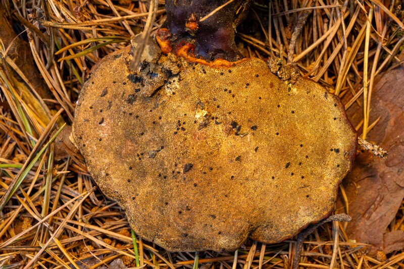 Ganoderma lucidum  2026-06-21 1-3
