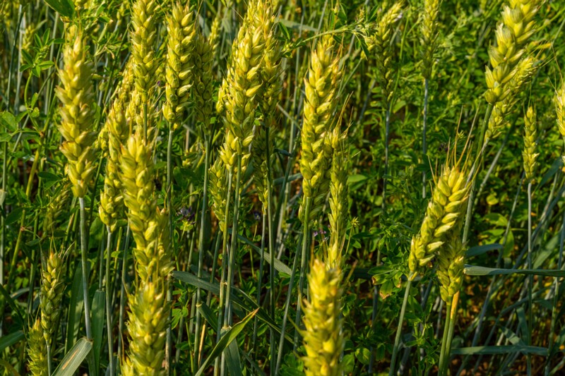 et. Harilik nisu, en. common wheat, lat. Triticum aestivum