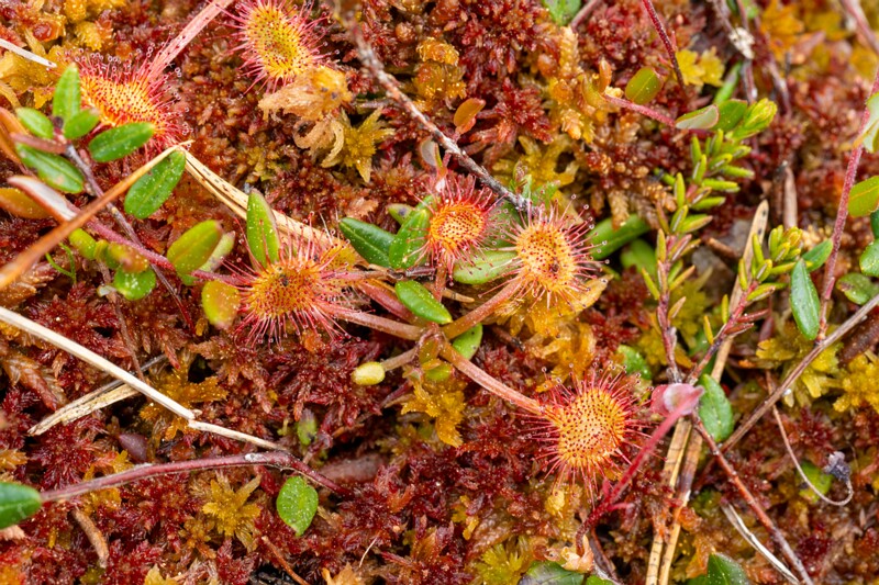 Drosera rotundifolia  2025-06-07 1-1
