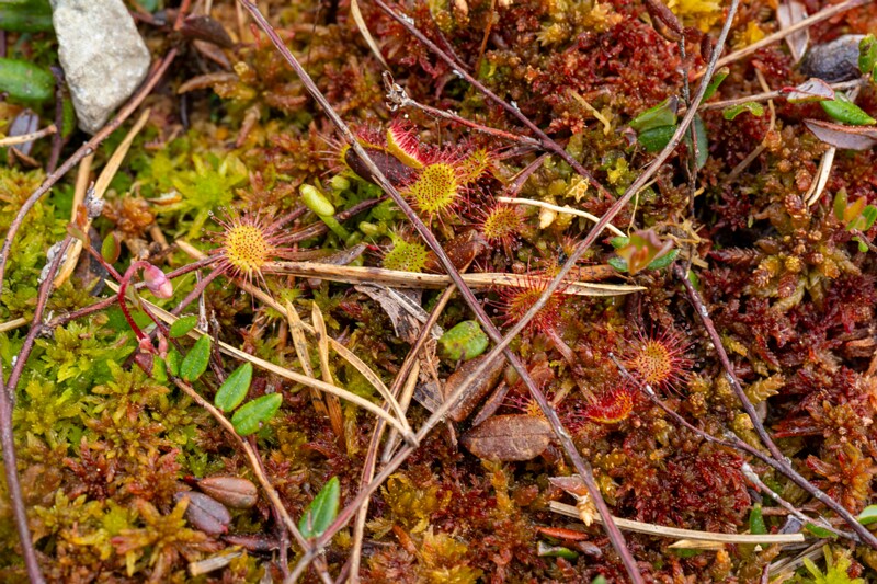 Drosera rotundifolia  2025-06-07 1-2