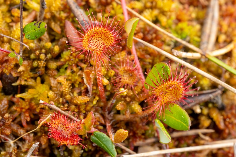 Drosera rotundifolia  2025-06-07 1-3