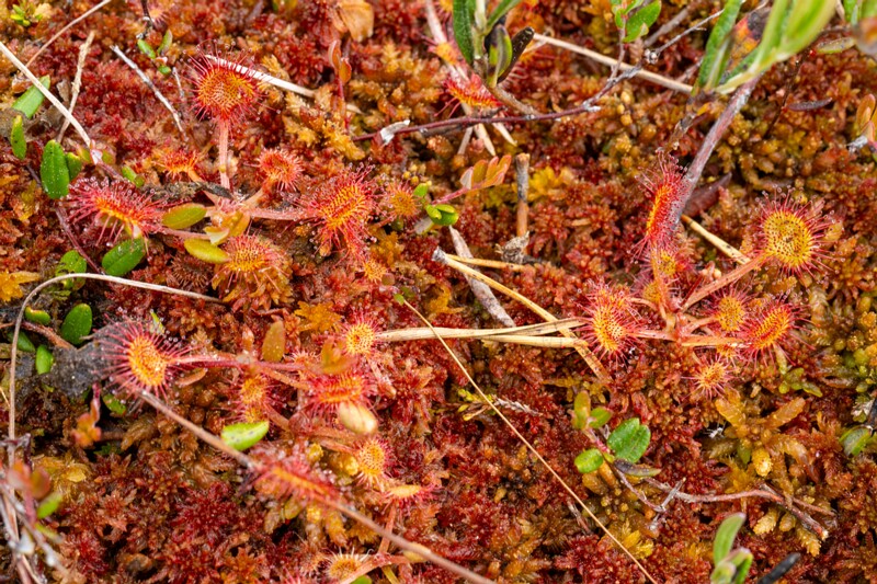 Drosera rotundifolia  2025-06-07 1-4