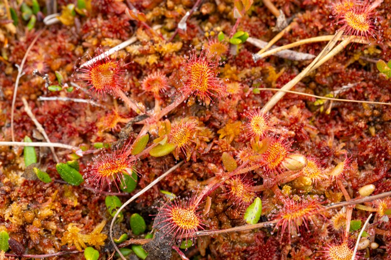 Drosera rotundifolia  2025-06-07 1-5