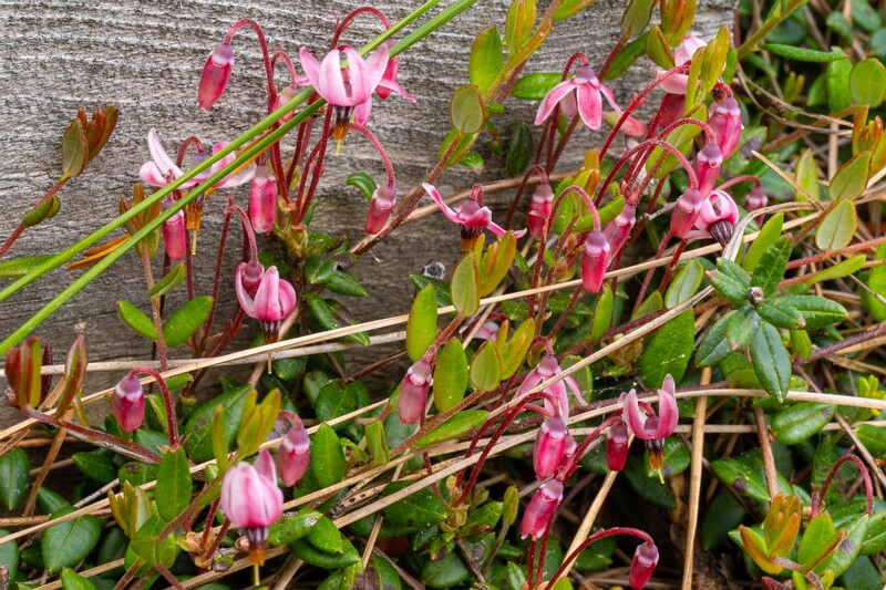 !Vaccinium oxycoccos  2025-06-07 1-2