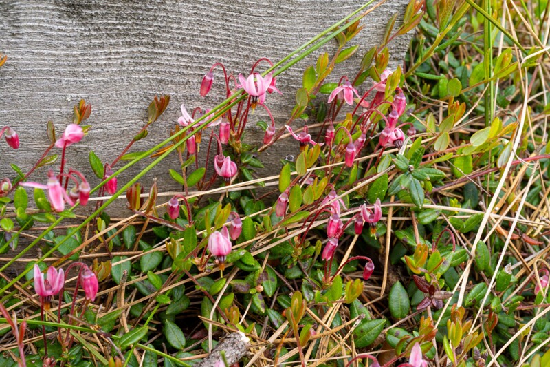 Vaccinium oxycoccos  2025-06-07 1-1