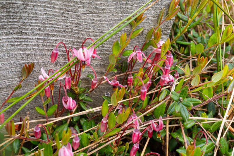 Vaccinium oxycoccos  2025-06-07 1-3