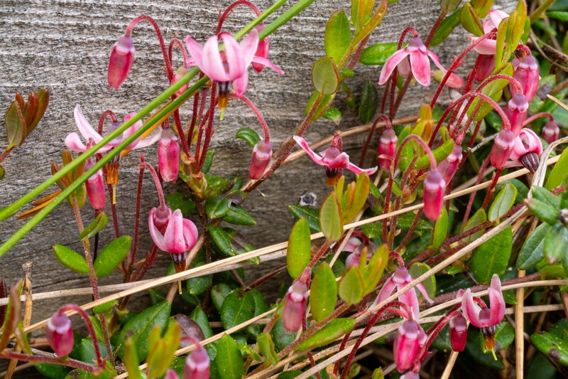 Vaccinium oxycoccos  2025-06-07 1-4