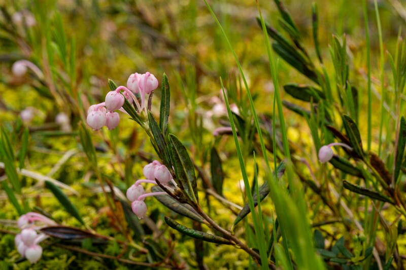 Andromeda polifolia  2025-06-07 1-1