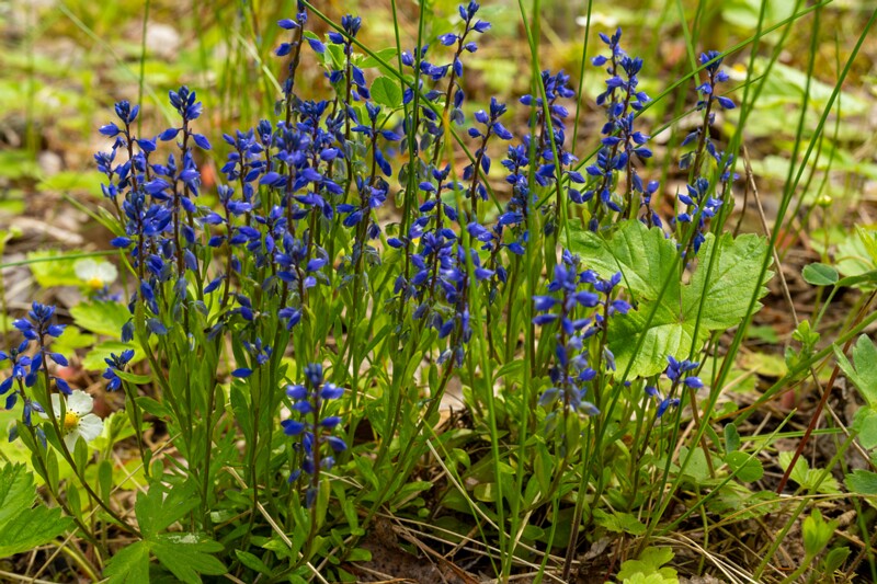 Polygala amarella  2025-06-07 1-1