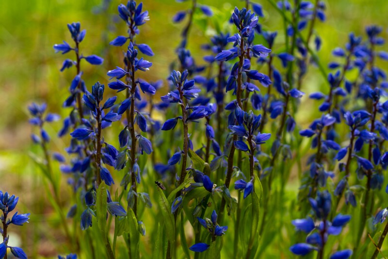 Polygala amarella  2025-06-07 1-2