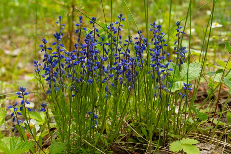 Polygala amarella  2025-06-07 1-4