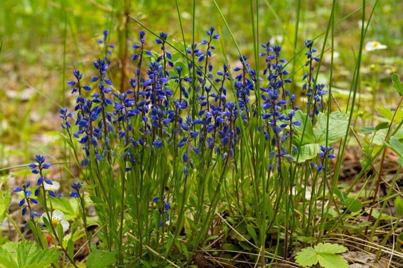 Polygala amarella  2025-06-07 1-5